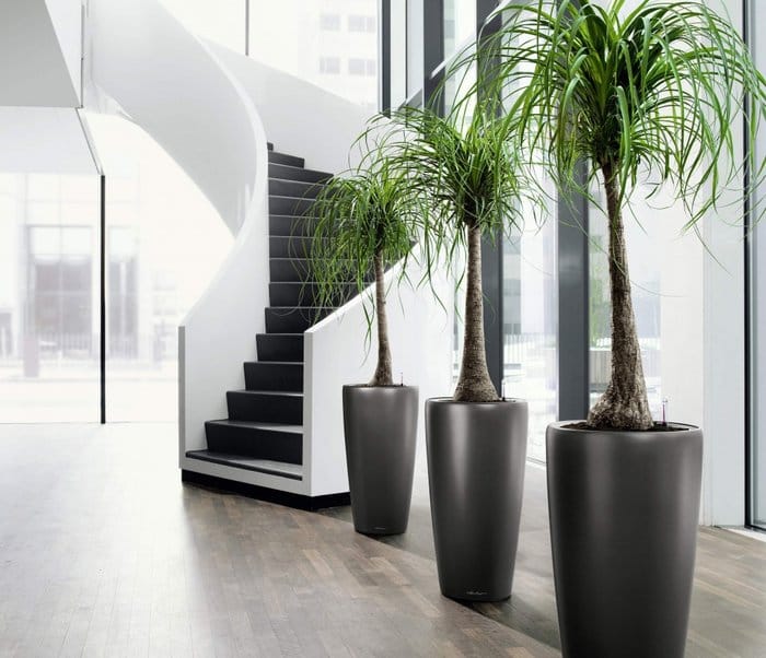 The larger the plant, the stronger the Wood energy. Not all areas are suitable for large indoor plants. amazing Modern Indoor Pots for plants 2014 - A Simple Guide to Feng Shui Indoor Plants