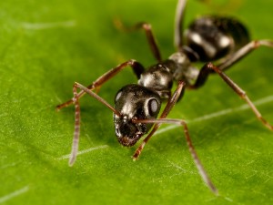 Ants were one of the stimuli that triggered an itch. Did this image make you itch? ant up close itch 300x225 - Is Bedroom on Top of Garage Bad Feng Shui?