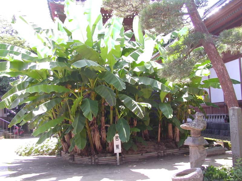 Basho Trees are also said to attract Yin energy. basho tree yin feng shui - 3 Feng Shui Rules Related to Ghosts and the Supernatural