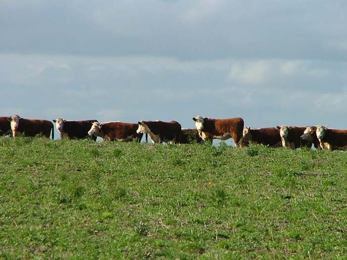 Scientists have observed that cattle align north-south while grazing. Cattle align north south grazing - Why the Eight Cardinal Directions Are a Big Deal in Feng Shui