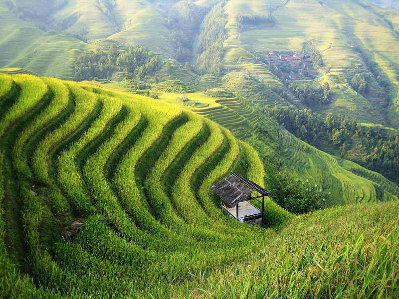 In old times, prosperity is about sustaining life – having enough food and heat for the family and future generations. china agriculture feng shui min - Can Feng Shui Help Us Become Rich?