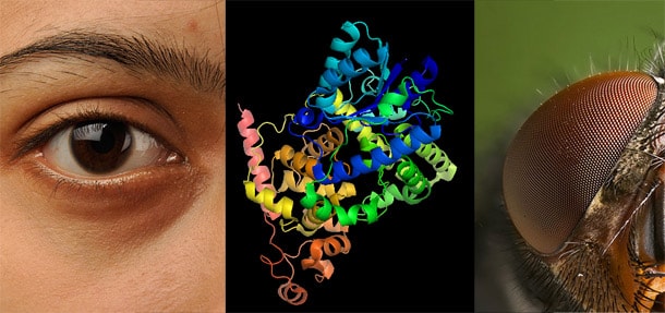 The experiment placed human proteins (Cryptochrome) that act as magnetic sensors in flies. Cryptochrome human eye mutant flies experiment magnetism min - Why the Eight Cardinal Directions Are a Big Deal in Feng Shui