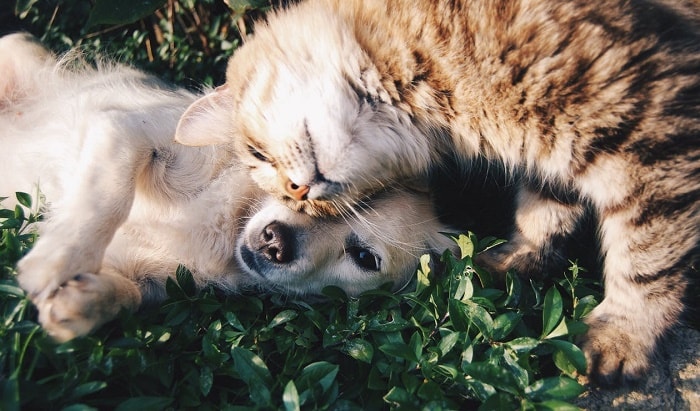 The presence of pets, such as dogs and cats, bring life and Yang energies. dog cat brings yang energy min - A Guide to Feng Shui Yin-Yang Theory with 10 Applications Backed by Science