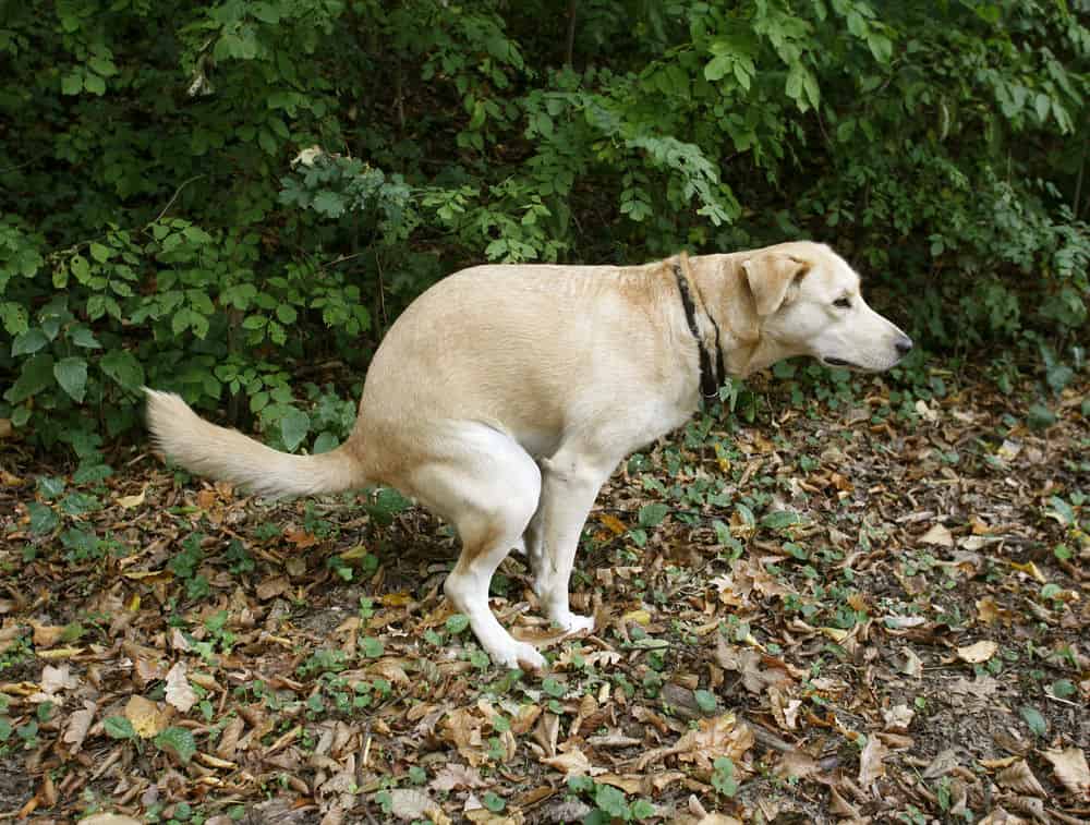 Scientists have observed that dogs poop along the North-South magnetic lines. dogs poop along north south magnetic lines min - Why the Eight Cardinal Directions Are a Big Deal in Feng Shui