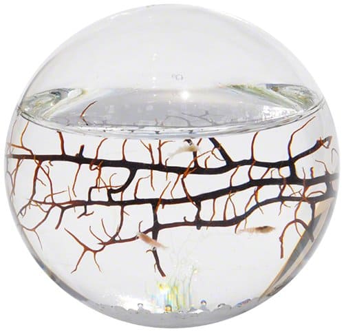 Fish tanks, bowls, and aquariums are also a type of water feature. Shown above is an EcoSphere Closed Aquatic Ecosystem that’s completely self-sustainable, Small Sphere. EcoSphere Closed Aquatic Ecosystem - 30 Feng Shui Products & Items: Meaning, Use, and Placement