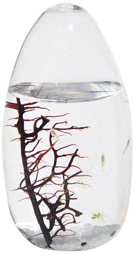 Ecosphere Closed Aquatic Ecosystem, Small Pod. Ecosphere Small Pod - Benefits of Keeping a Fish Tank and the Science and Feng Shui Behind It