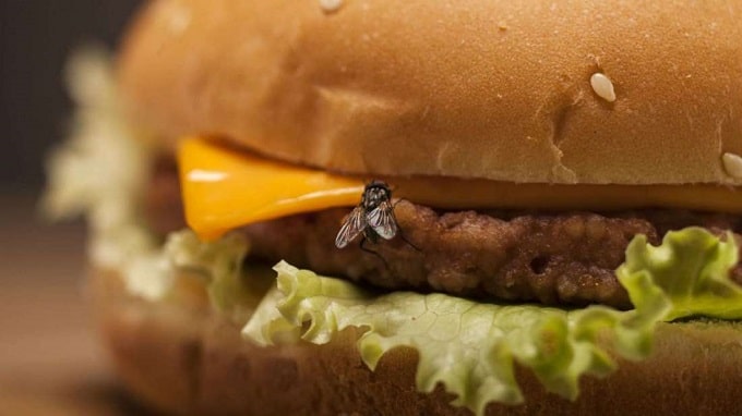 “Flies can carry bacteria, viruses, and parasites from waste to our food.” Fly on hamburger min - Do Restrooms and Bathrooms Really Bring Bad Feng Shui?