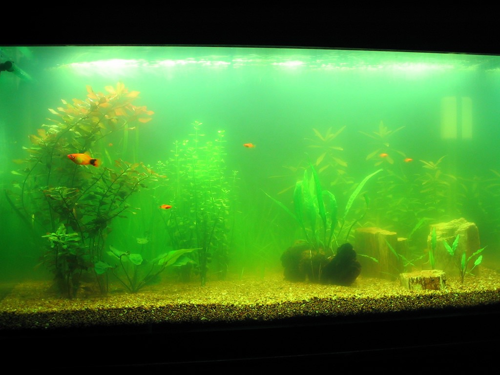 Algae is a big issue on the overall appeal of your fish tank. green aquarium water free floating algae 1024x768 - Benefits of Keeping a Fish Tank and the Science and Feng Shui Behind It