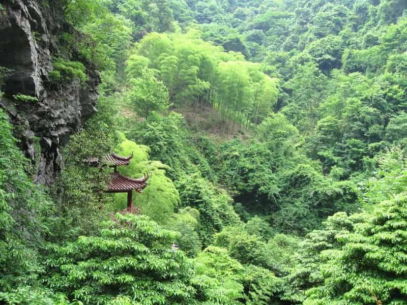 Forests have good Qi and are a good environment to live nearby. A house facing the forest takes advantage of such Qi. high bamboo forests of central china - Can Feng Shui Help Us Become Rich?