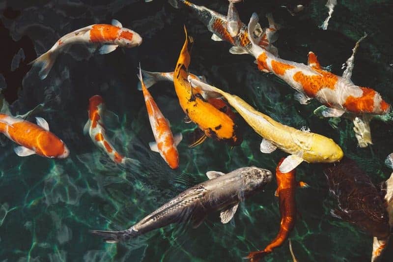 Feng Shui is MUCH MUCH grander than just the number of fish to have in your aquarium. koi fish feng shui auspicious number of fish min - The Cosmic Trinity and Limitations of Feng Shui’s Influence Over You