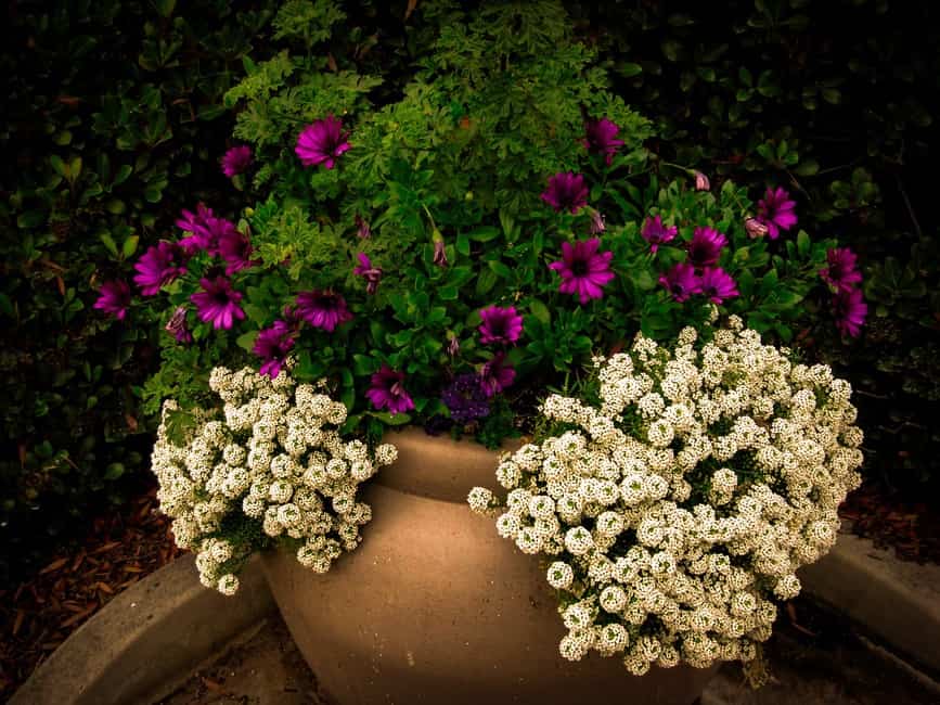 Researchers found that 100% of people responded to flowers with a true or excited smile. Large potted flower - A Simple Guide to Feng Shui Indoor Plants