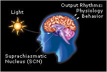Light exposure can cause our biological clock to avance or delay, which affects our sleep and wake cycle. Source: Harvard University. Light affecting sleep through eyes by Harvard - A Guide to Feng Shui Yin-Yang Theory with 10 Applications Backed by Science