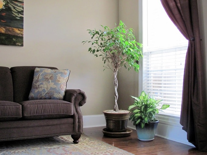 Living room is suitable for large potted plants with large round leaves. living room suitable large potted plants feng shui min - 27 Feng Shui Living Room Tips & Rules: Location, Design, Furniture, and Items