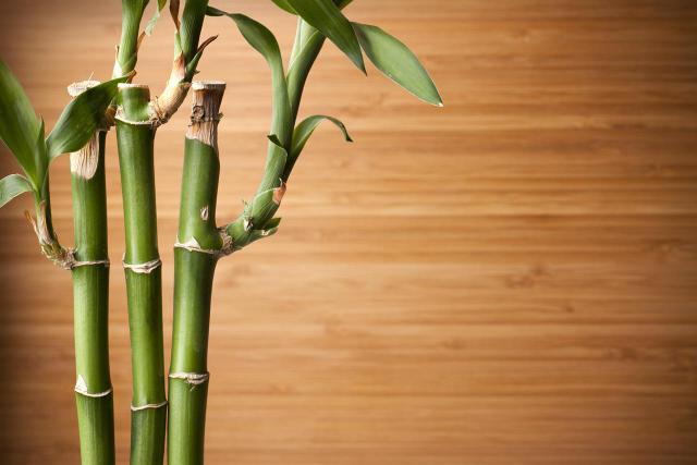 Lucky bamboo for feng shui’s Wen Chang area should be straight. lucky bamboo straight wood background - A Simple Guide to Feng Shui Indoor Plants