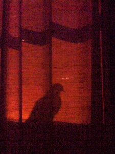 A pigeon’s movement and shadow can raise your alertness and prevent you from sleeping. Credit: NYC Wildlife. Pigeon shadow right outside window at night 225x300 - Why Sleeping with Head Under Window is Bad Feng Shui