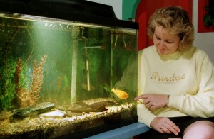 Science have found that fish tanks can help pacify Alzheimer’s. Source: Purdue University. Purdue study Fish tank pacify Alzheimers 300x196 - Benefits of Keeping a Fish Tank and the Science and Feng Shui Behind It