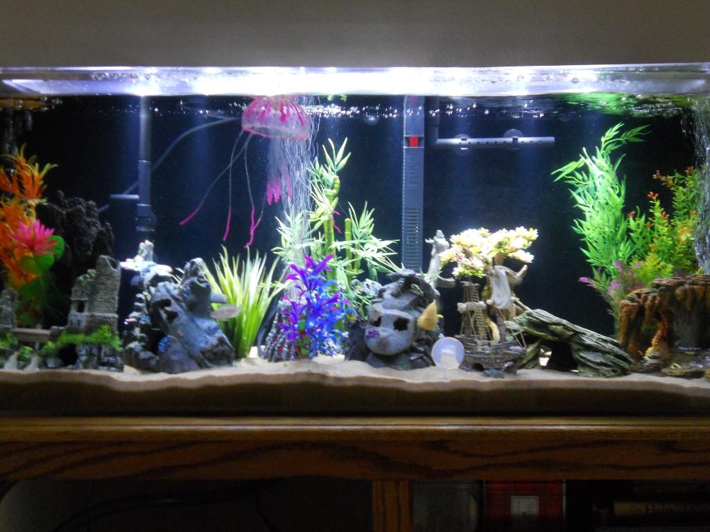 Rectangular aquariums are quite common and is a suitable shape for your aquarium. Rectangular aquariums suitable for feng shui 1024x768 - Benefits of Keeping a Fish Tank and the Science and Feng Shui Behind It