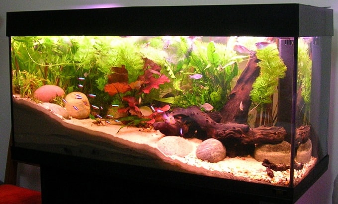 Rectangular-shaped aquarium is also an auspicious shape to have. rectangular fish aquarium feng shui min - How to Feng Shui Your Fish Aquarium for Abundance: 5 Factors to Consider