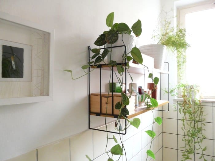 If you want to put plants in restroom, select those with strong survival abilities such as the Heart-Leaf Philodendron. restroom plants on shelf for feng shui - A Simple Guide to Feng Shui Indoor Plants