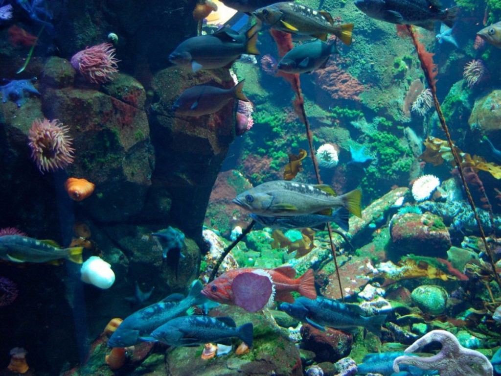 Aquarium of Vancouver Airport. Vancouver International Airport with Aquarium 1024x768 - Top 10 International Airports with Awesome Feng Shui