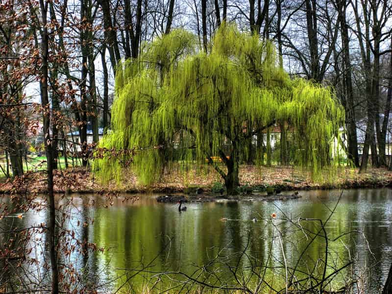 A weeping willow tree next to a body of water. weeping willow tree by water - 3 Feng Shui Rules Related to Ghosts and the Supernatural