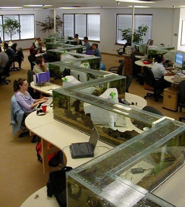 Having an aquarium is helpful in high-stress environments. zig zag office aquarium also a desk divider - Benefits of Keeping a Fish Tank and the Science and Feng Shui Behind It