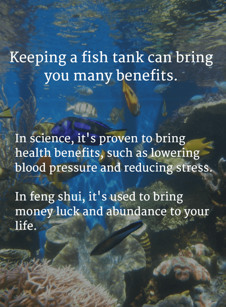 Fish tank science and feng shui benefits min min - Benefits of Keeping a Fish Tank and the Science and Feng Shui Behind It Fish tank science and feng shui benefits min min - Benefits of Keeping a Fish Tank and the Science and Feng Shui Behind It